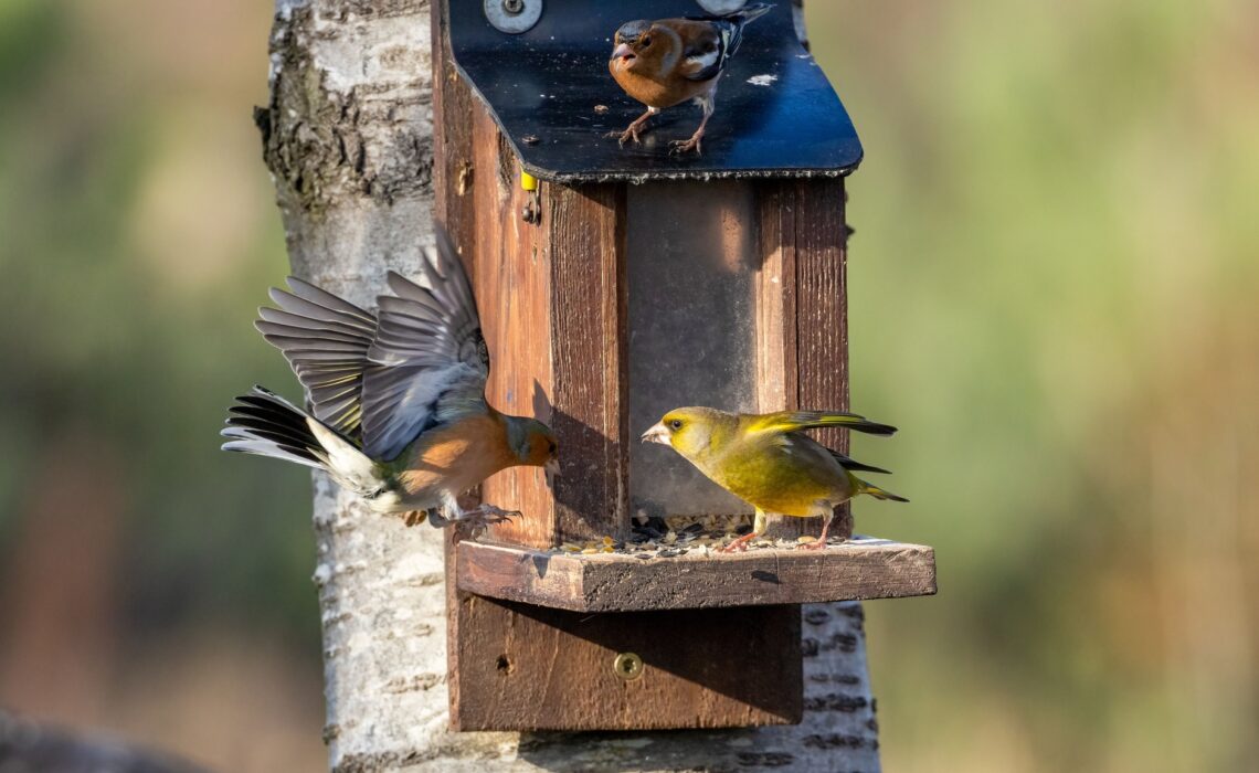 protection oiseaux