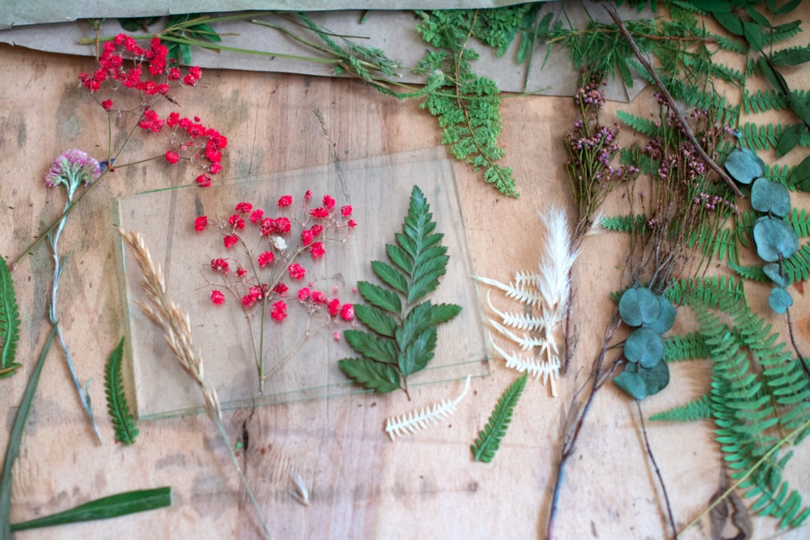 herbarium