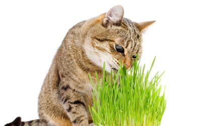 herbe à chat