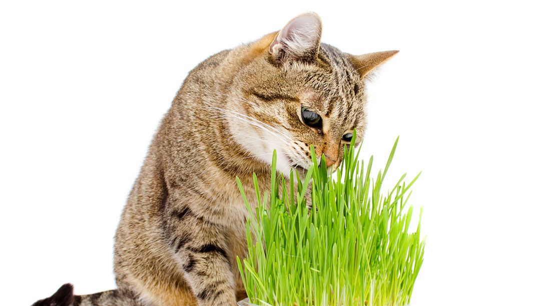 herbe à chat