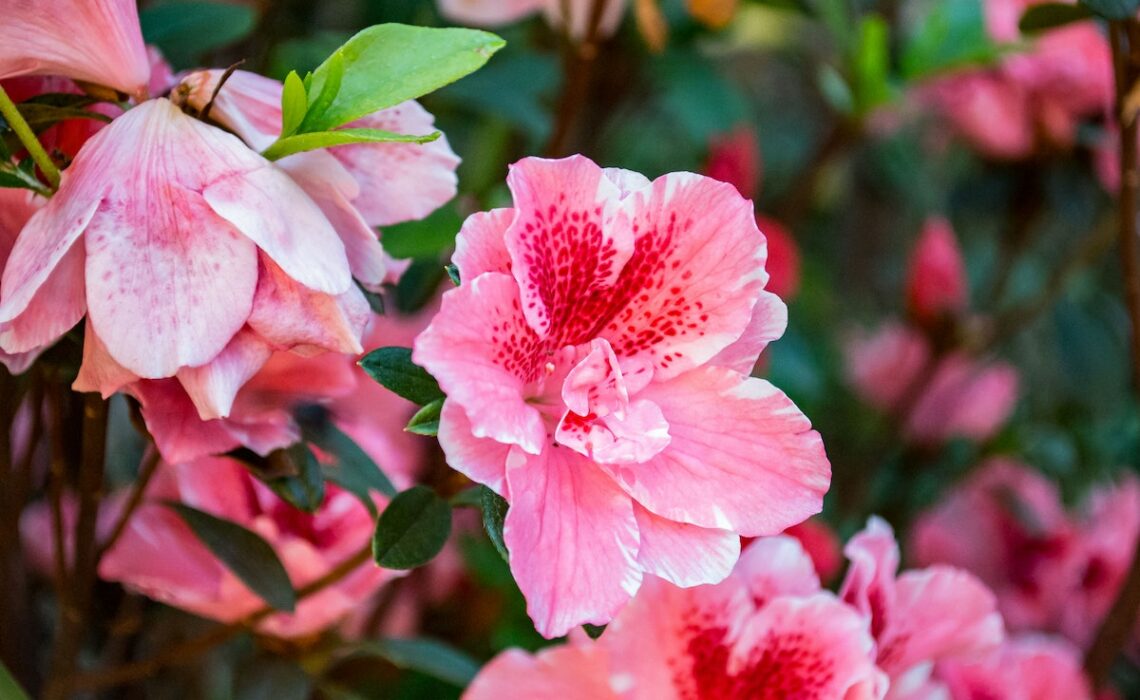 hibiscus des marais