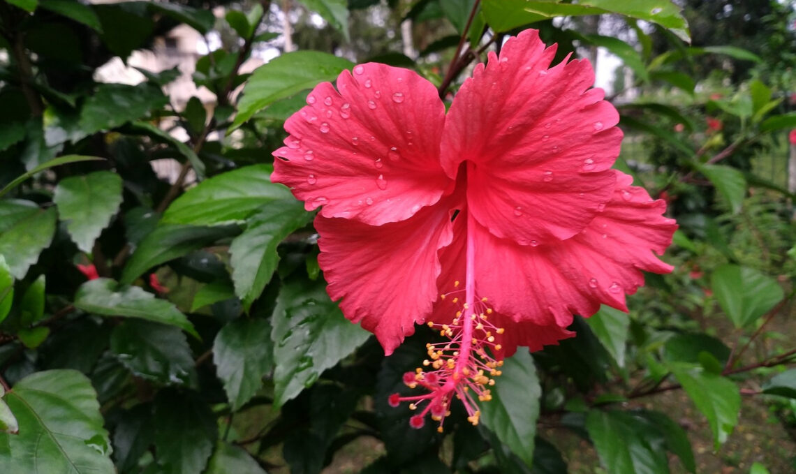 hibiscus extérieur