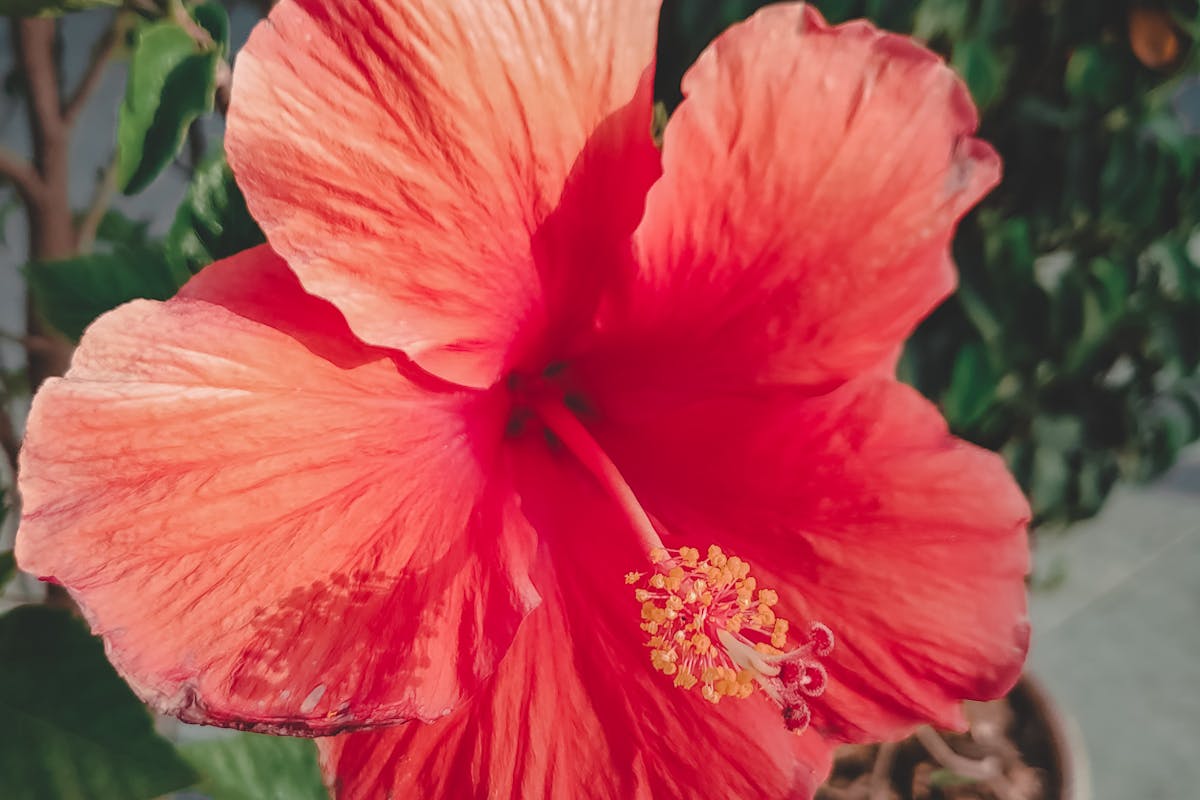 hibiscus terrasse