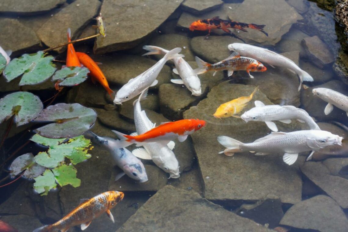 bassin carpes