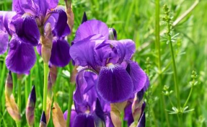 iris fleurs