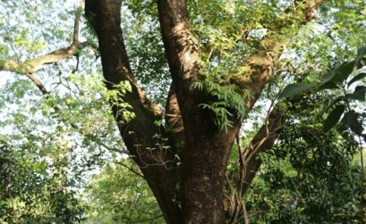 green and brown tree during daytime