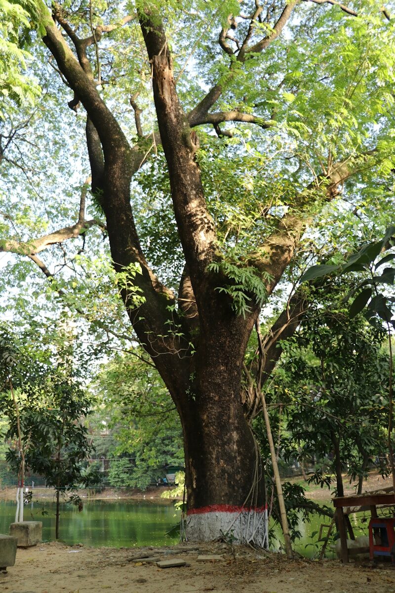 green and brown tree during daytime