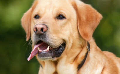 Le chien peut détecter la présence des punaises de lit !