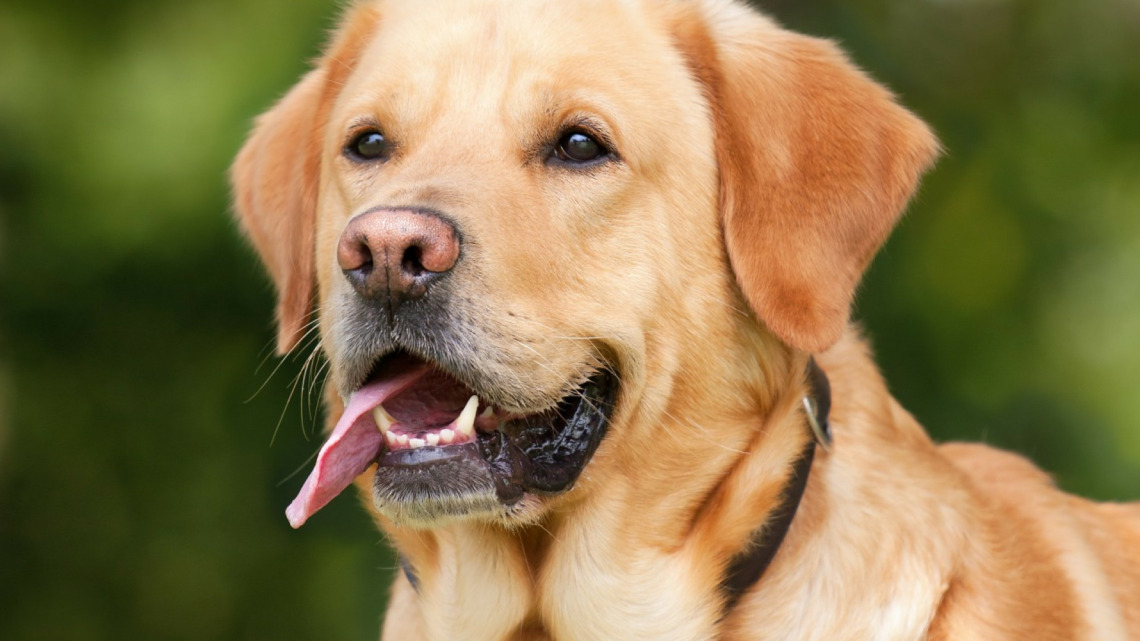 Le chien peut détecter la présence des punaises de lit !