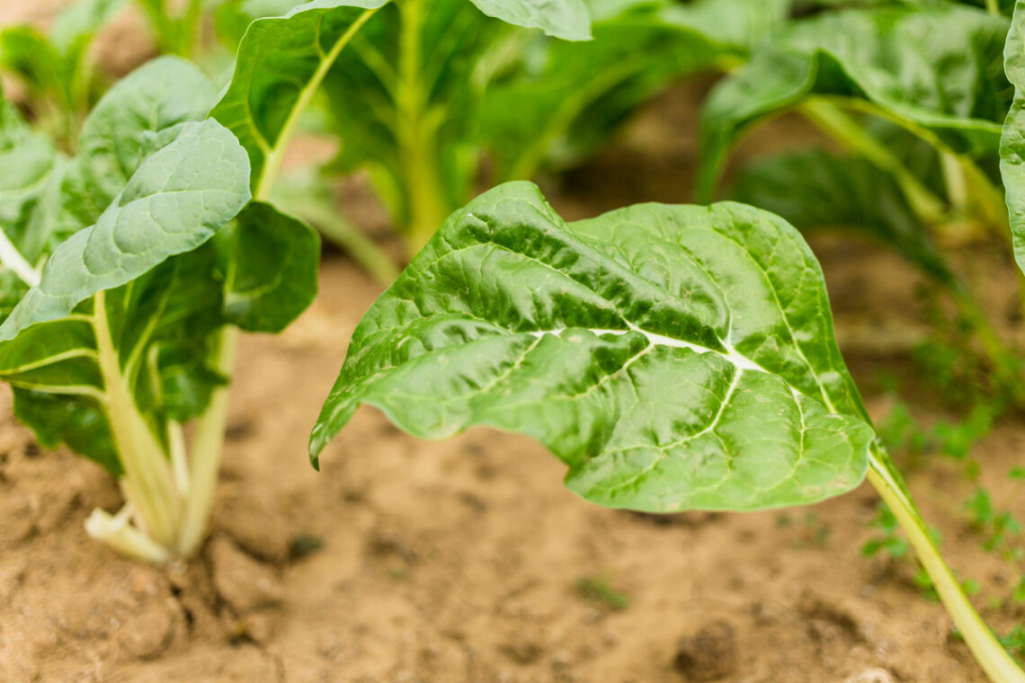 légume potager