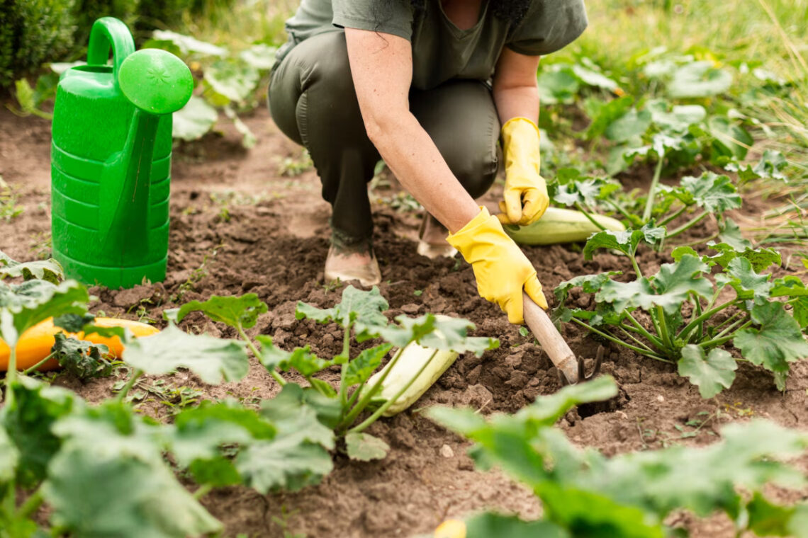 légumes planter