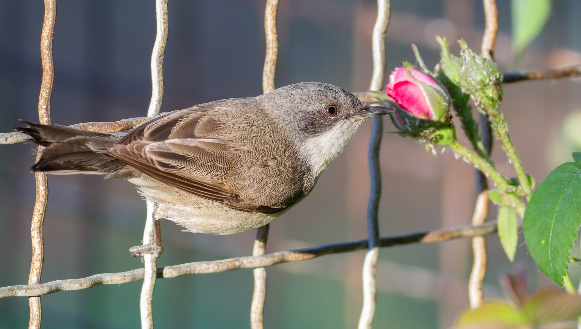 aide oiseaux