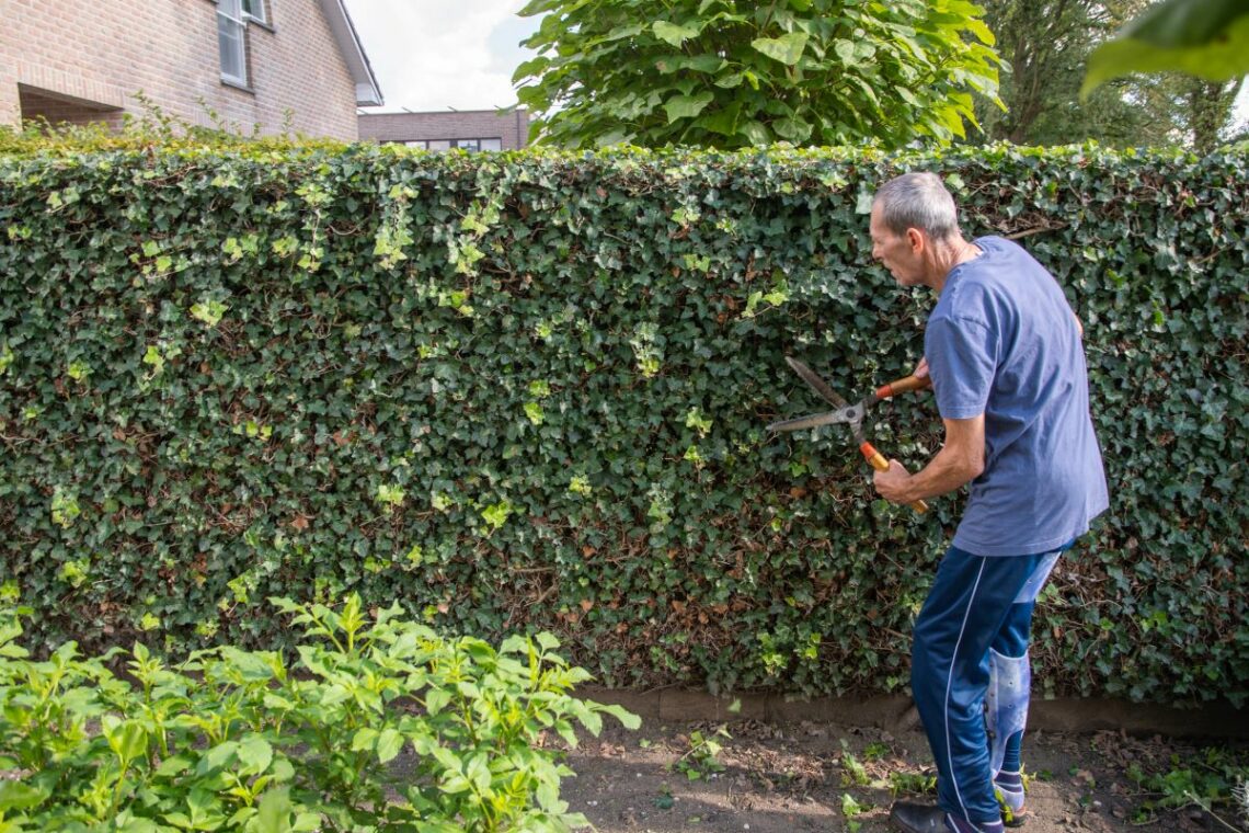 Lierre grimpant sur du grillage Guide pour réussir sa culture et son entretien