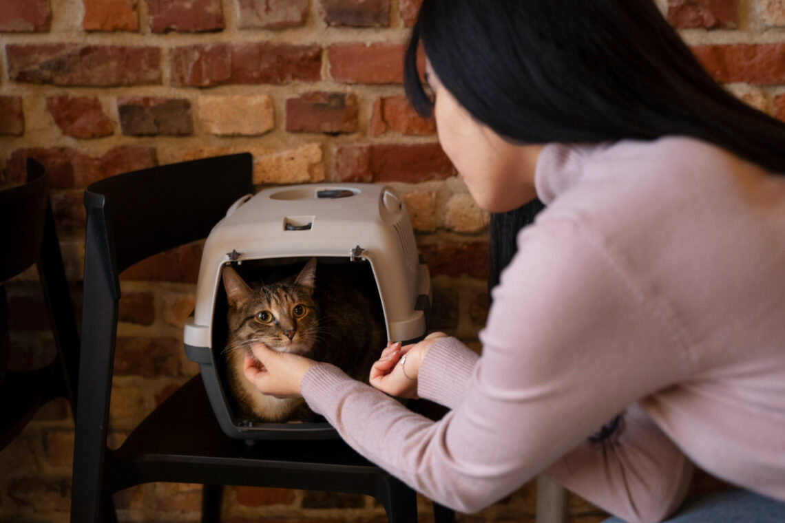 litière chat