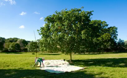 noyer jardin