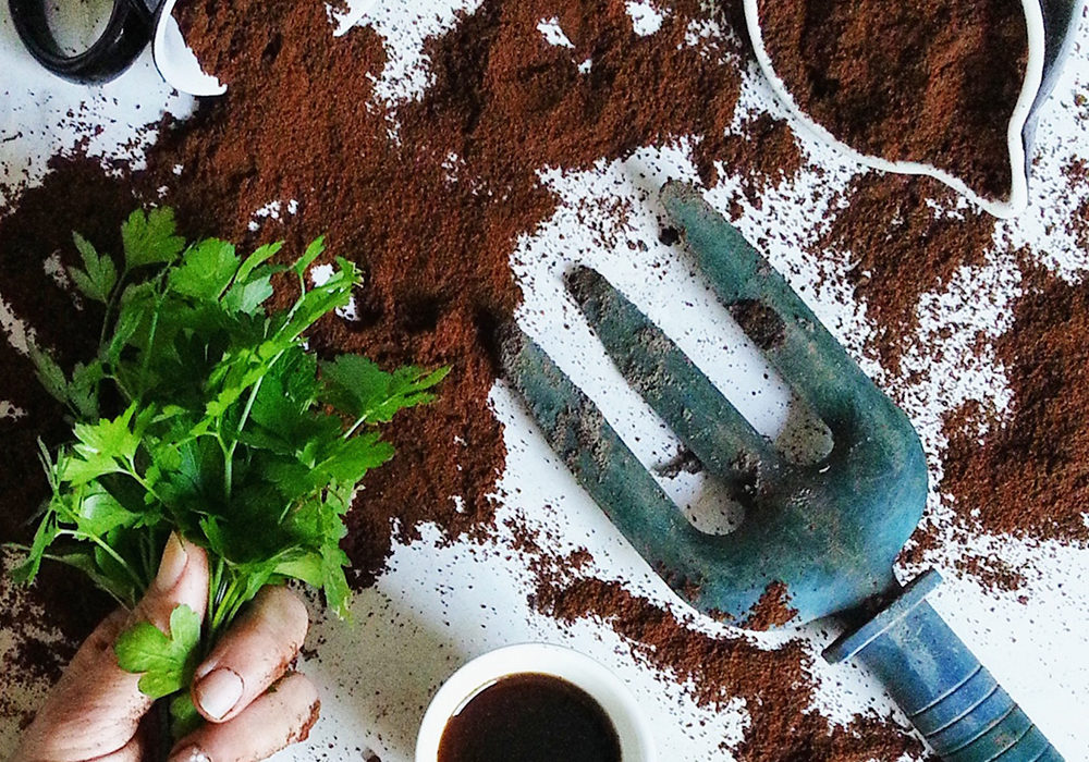 marc de café dans potager