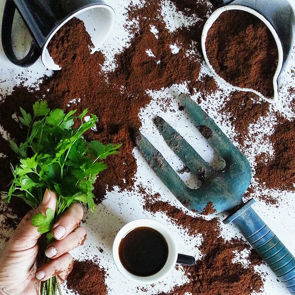 marc de café dans potager