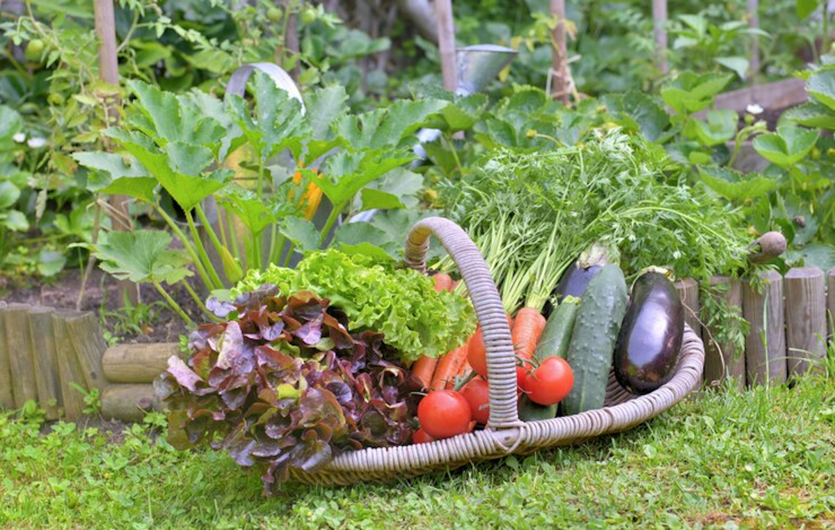 meilleur goût légumes