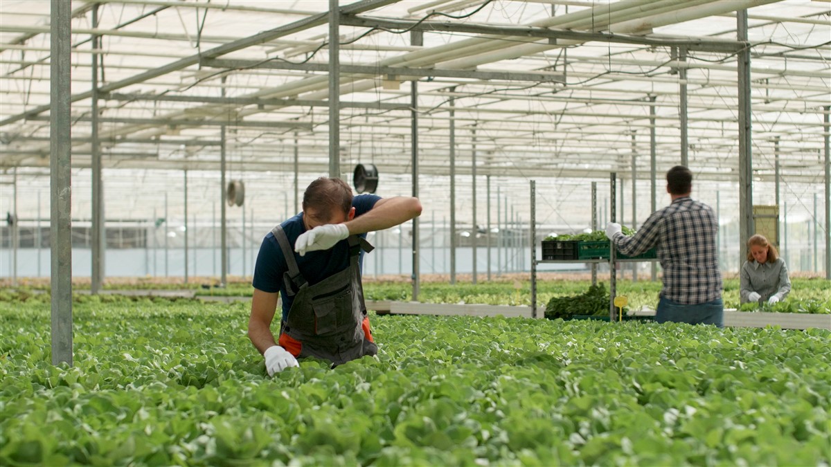 milieu agricole