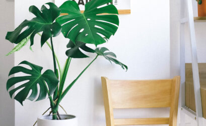 monstera deliciosa