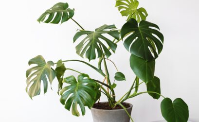 monstera deliciosa