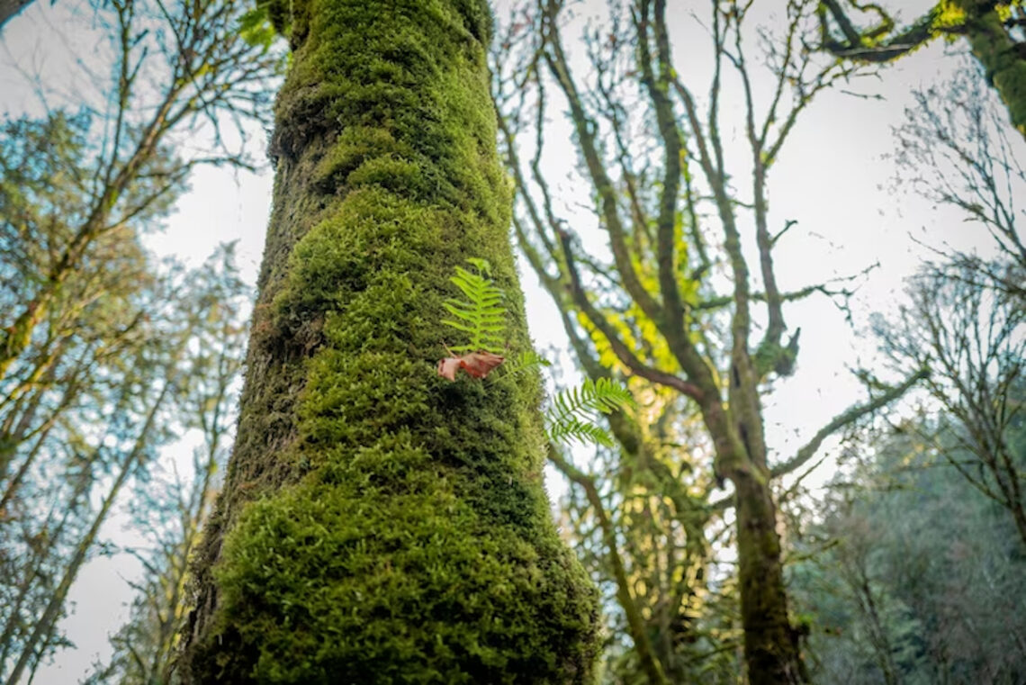 mousse arbre