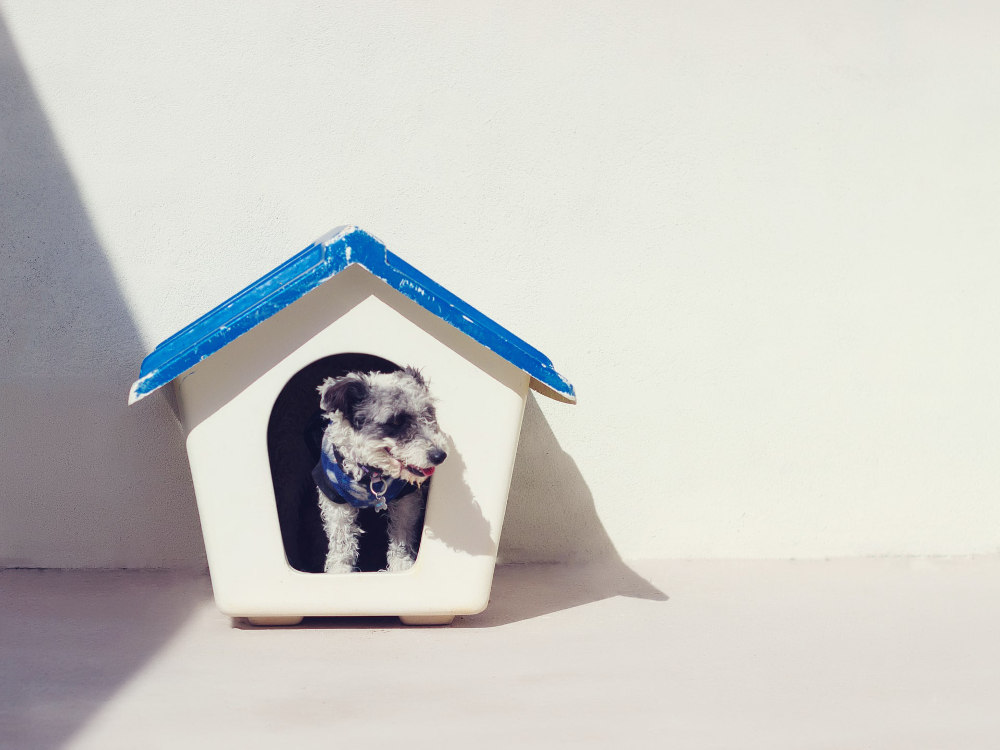 niche chien