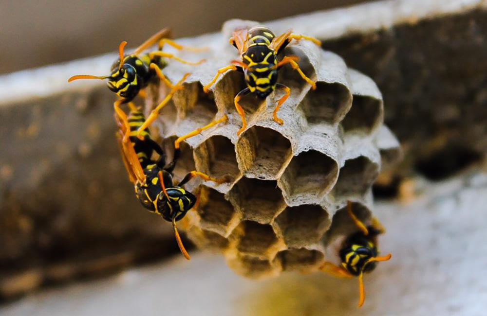 Maison d'abeilles, Petit Nid d'insectes, Décoration de Ruche pour  Accessoires de Jardin d'insectes