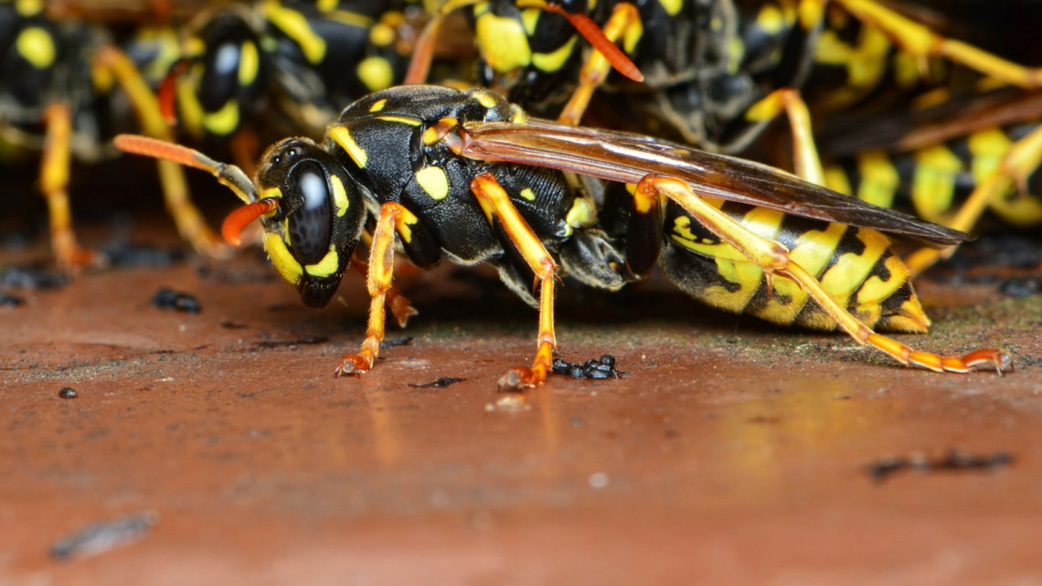 Nid de guêpes dans votre jardin : pourquoi faire appel à un expert ?