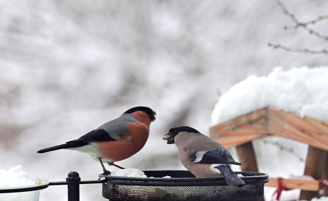 nourriture oiseaux