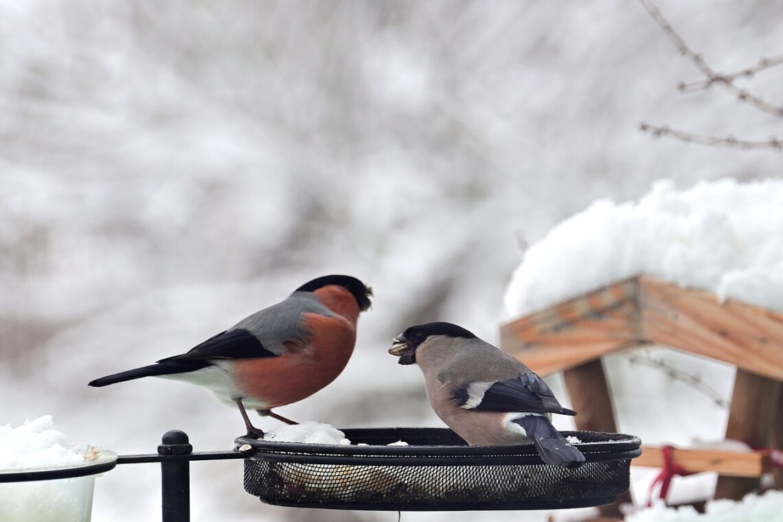 Quand et comment nourrir les oiseaux du jardin en hiver ? - PRÊT A