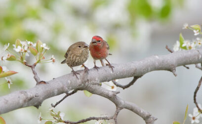 oiseaux fringillidés