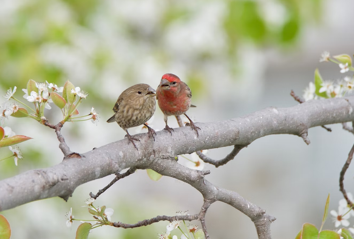 oiseaux fringillidés