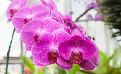 orchidée