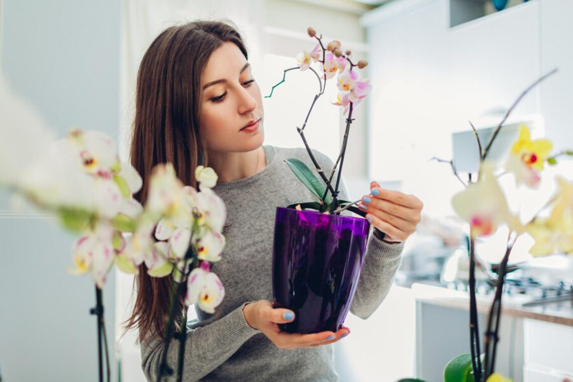orchidée morte