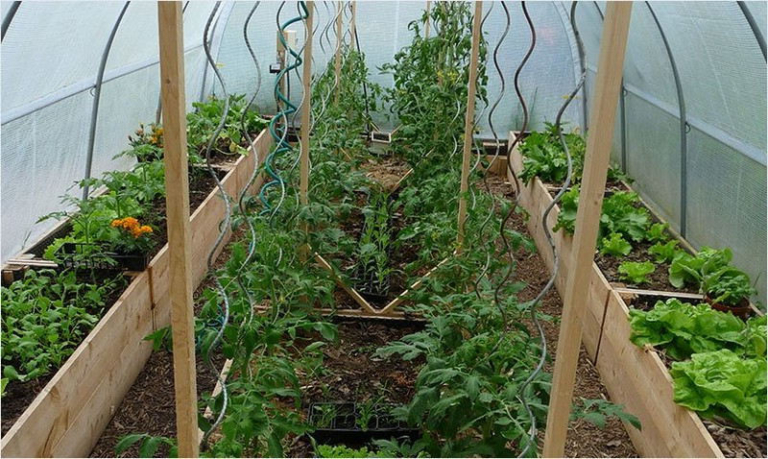 Aménager une serre de jardin : comment organiser une serre de culture