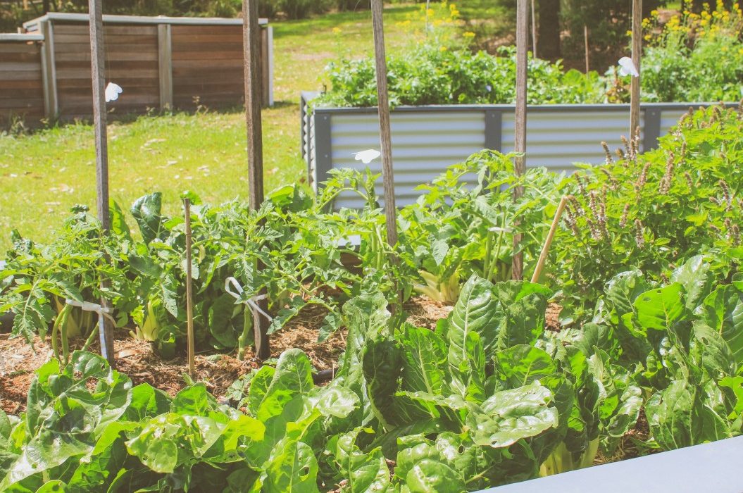 paillage du potager