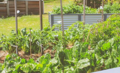 paillage du potager