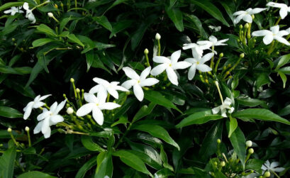 palissage jasmin