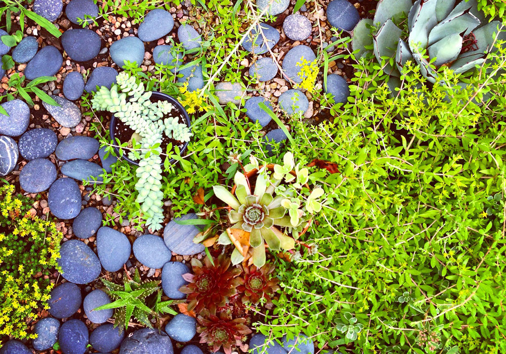 parterre de fleurs