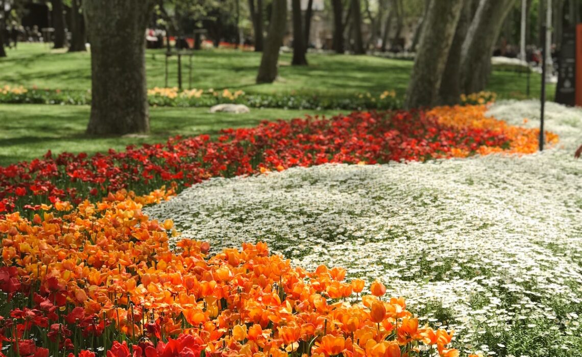 parterre de fleurs