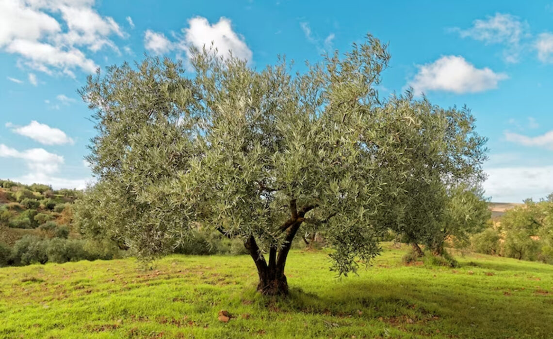 perte feuille olivier