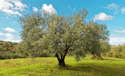 perte feuille olivier