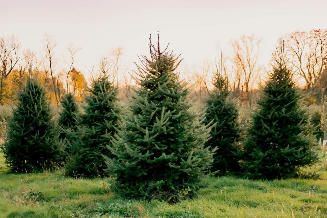 Sapin de noël à planter bonne ou mauvaise idée