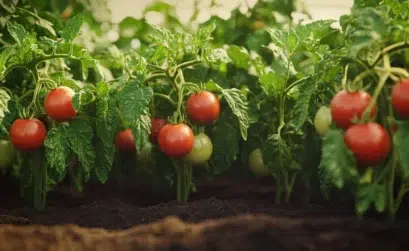 pied de tomate