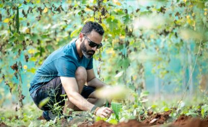 plantation carpinus