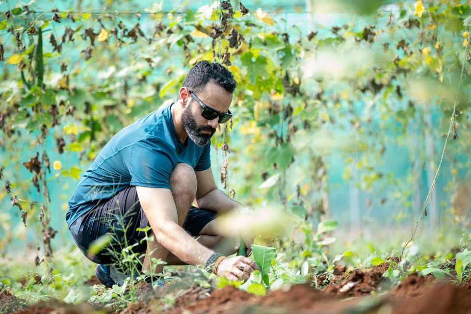 plantation carpinus