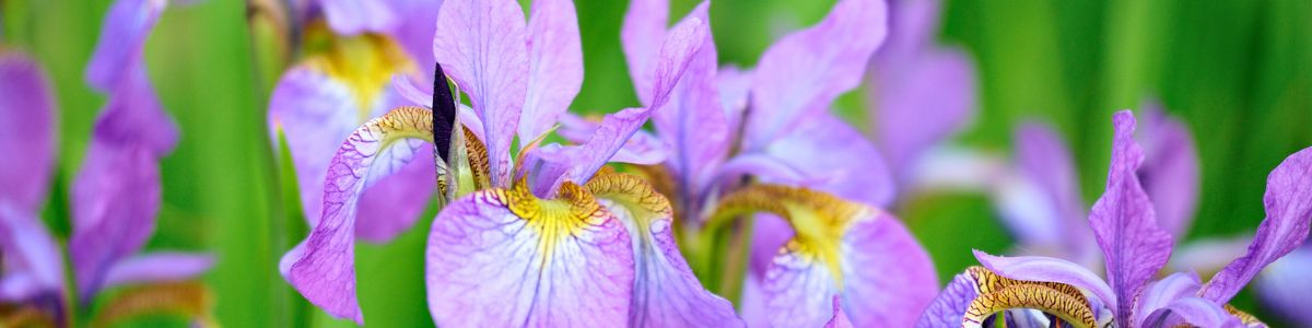 plantation iris