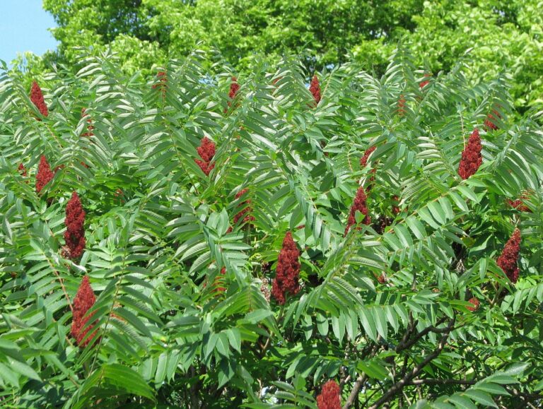 Sumac de virginie plantation, taille et conseils d'entretien pour cet