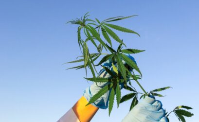 plante CBD et THC